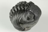 Wide, Enrolled Pedinopariops Trilobite #190598-1